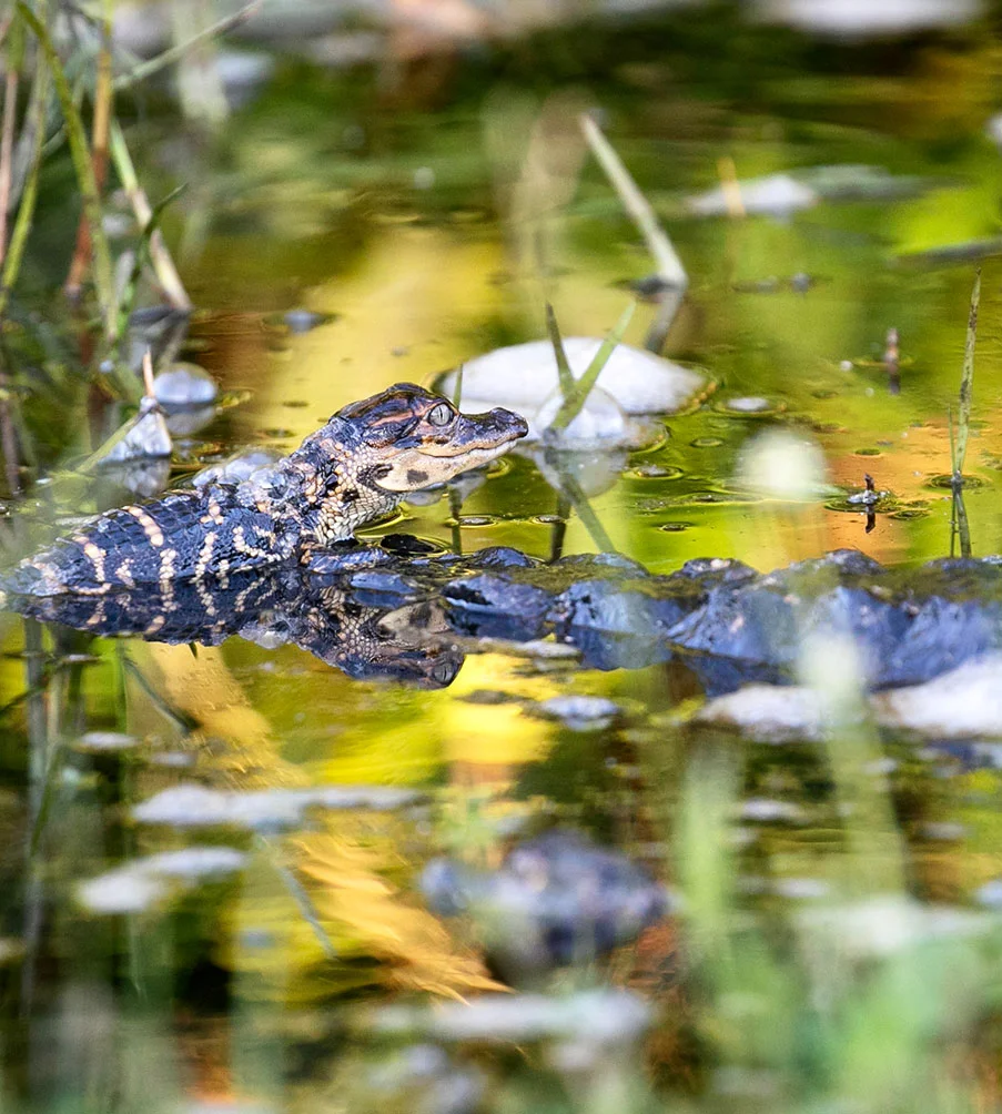 Everglades Adventures